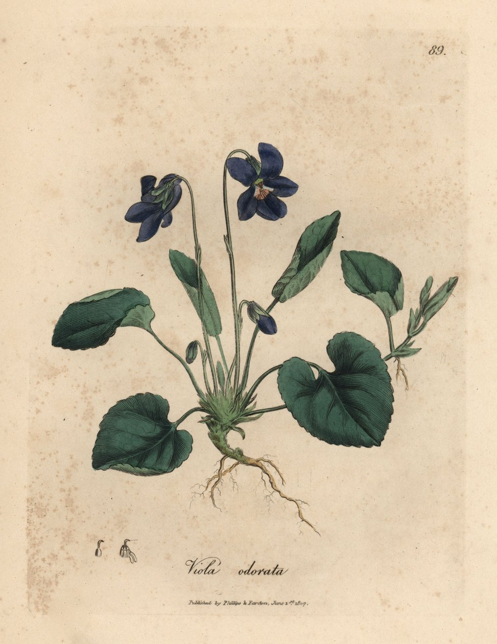 Purple flowered sweet violet, Viola odorata by James Sowerby
