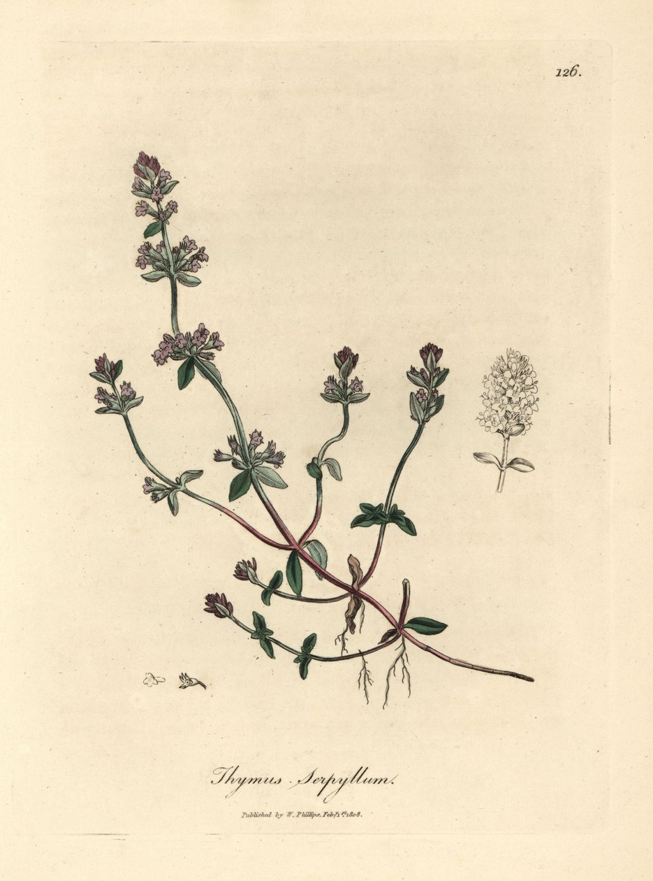Purple flowered wild thyme, Thymus serpyllum by James Sowerby
