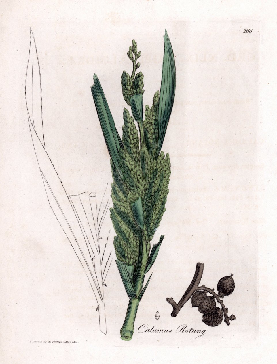 Rattan Palm, Calamus rotang by James Sowerby