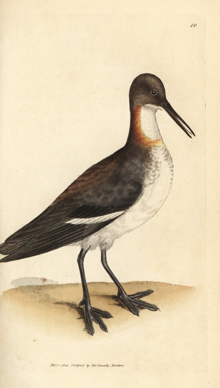 Red-necked phalarope, Phalaropus lobatus by James Sowerby