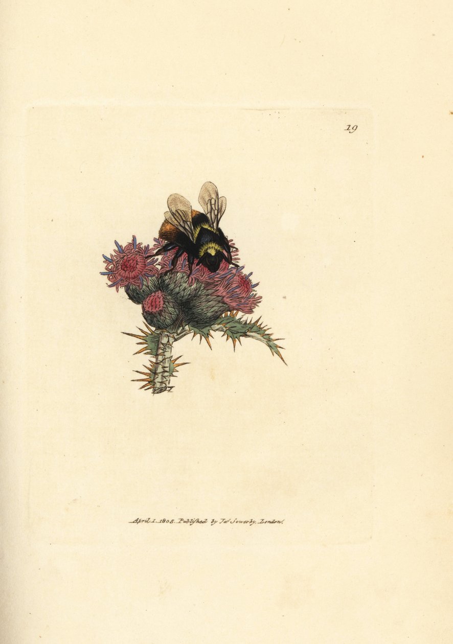 Red-tailed bumblebee, Bombus lapidarius (Apis flavicollis) on a thistle by James Sowerby