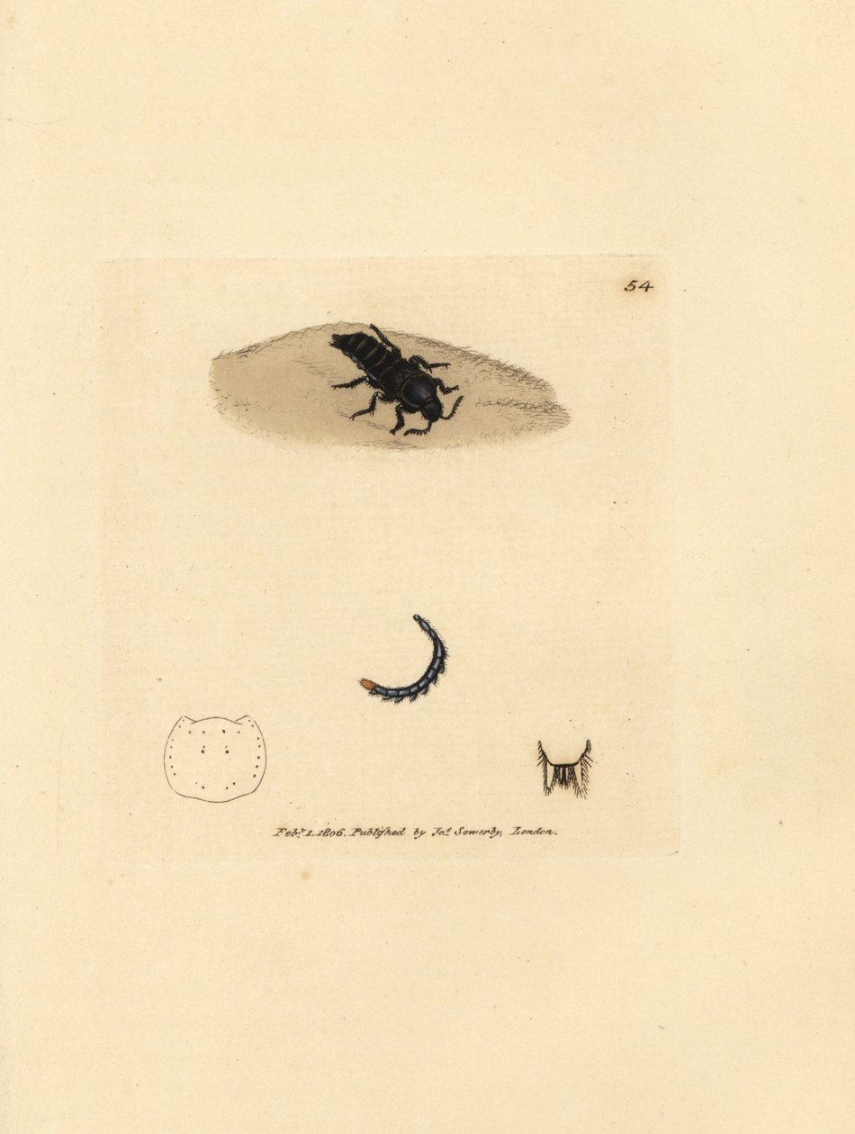 Rove beetle, Velleius dilatatus (Serrated-horned staphylinus, Staphylinus concolor) by James Sowerby