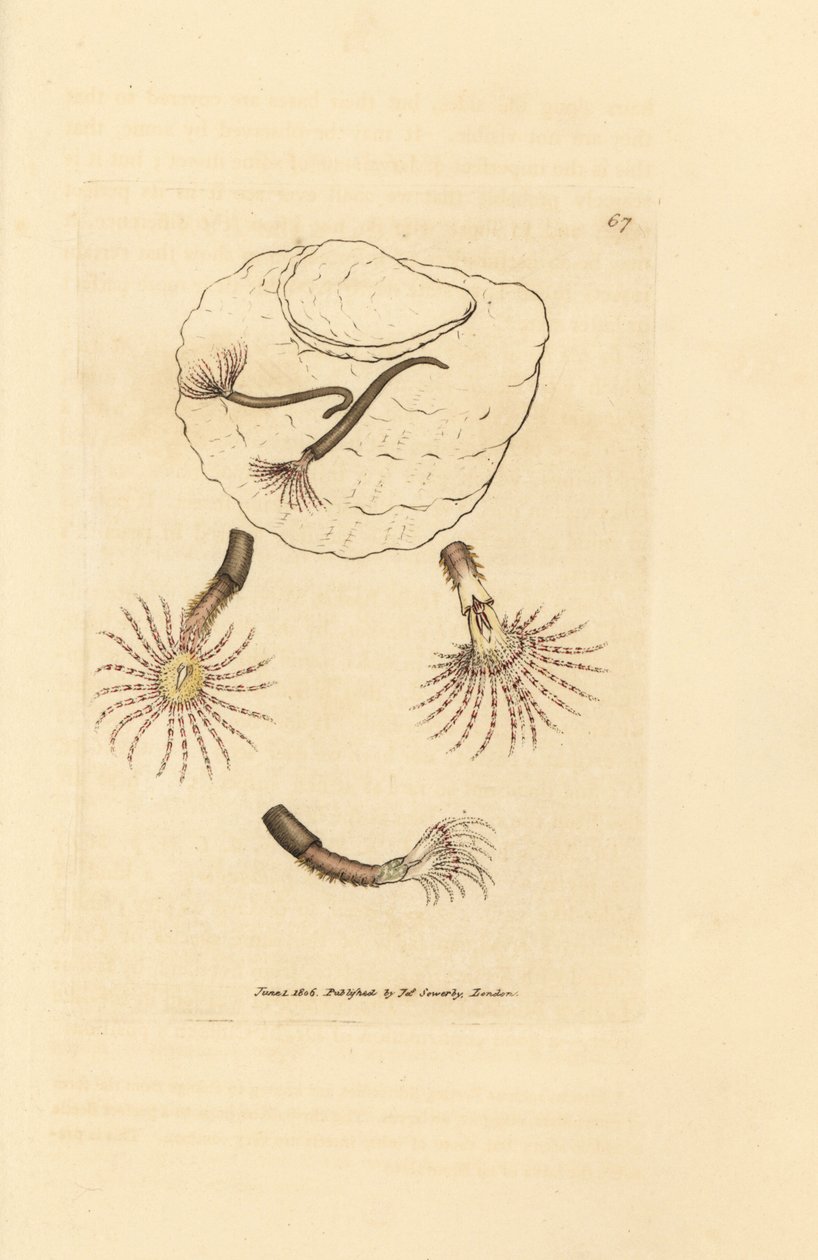 Sand worm with crimson feelers, Amphitrite rosea by James Sowerby