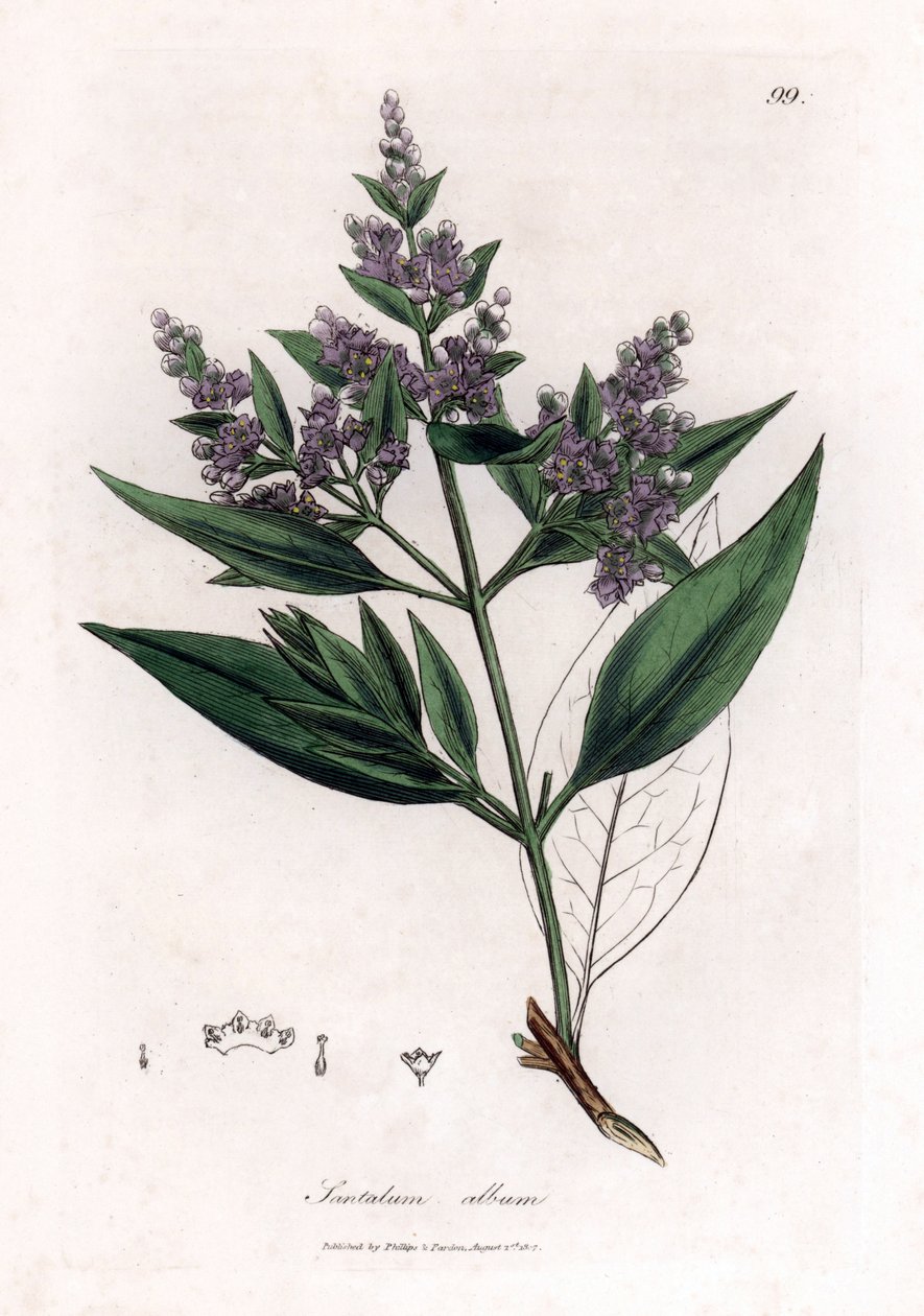 Indian sandalwood, Santalum album by James Sowerby