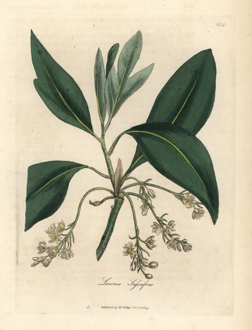 Sassafras tree, Laurus sassafras by James Sowerby