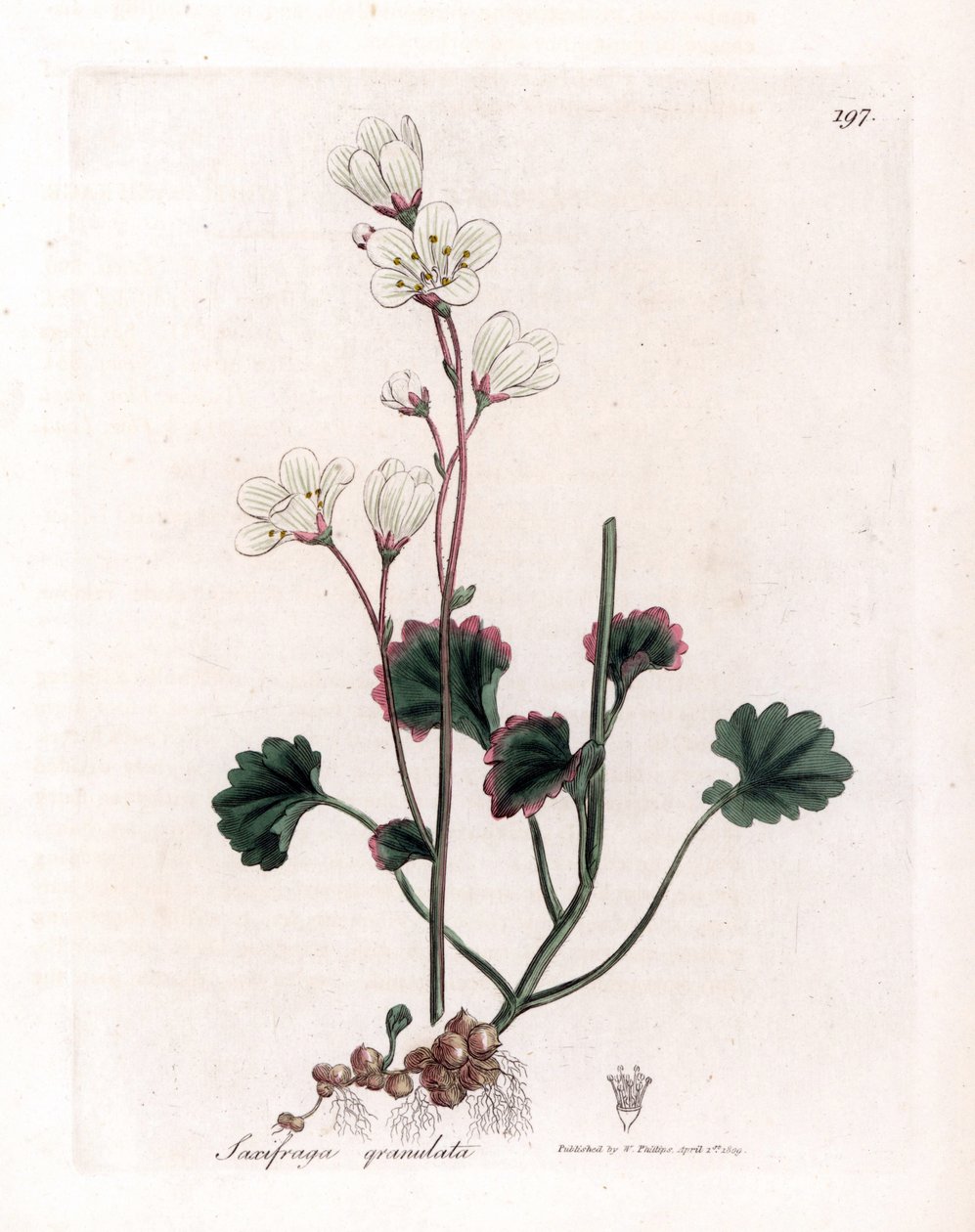 Saxifrage Granulee or Bulbbles - White Saxifrage, Saxifraga granulata. Handcoloured Copperplate Engraving from a Botanical Illustration by James Sowerby from William Woodville and Sir William Jackson Hooker