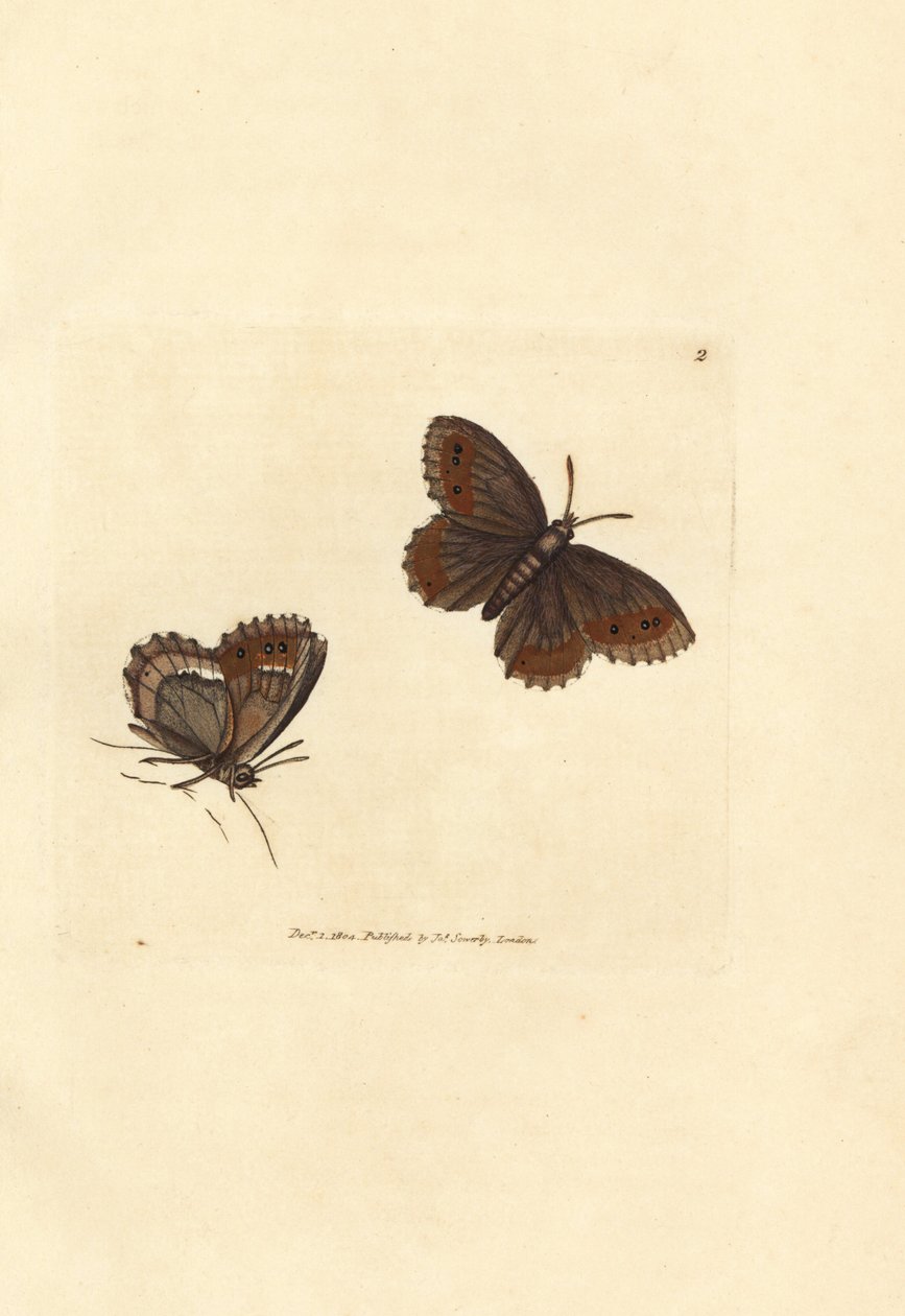 Scotch Argus Butterfly, Erebia aethiops by James Sowerby