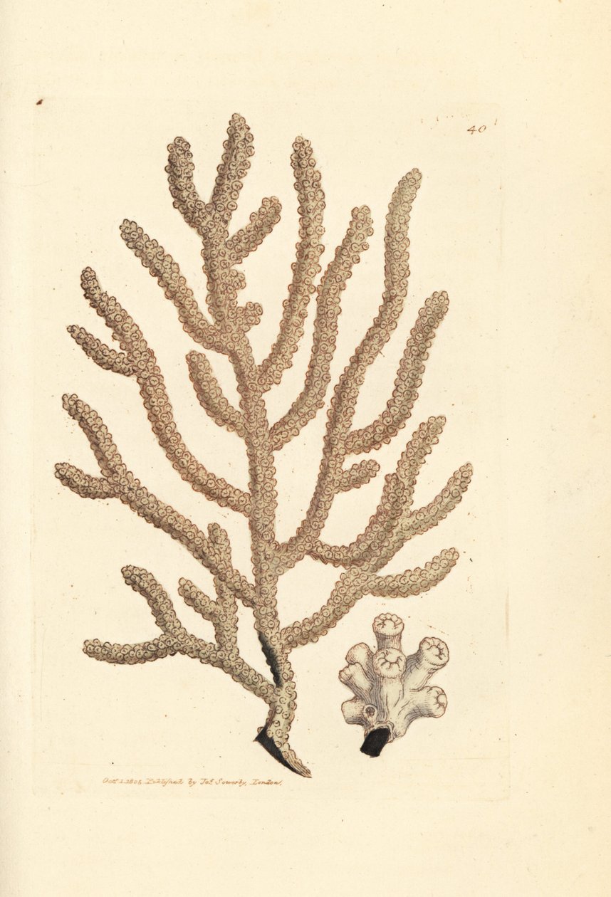 Sea fan, Gorgonia species by James Sowerby