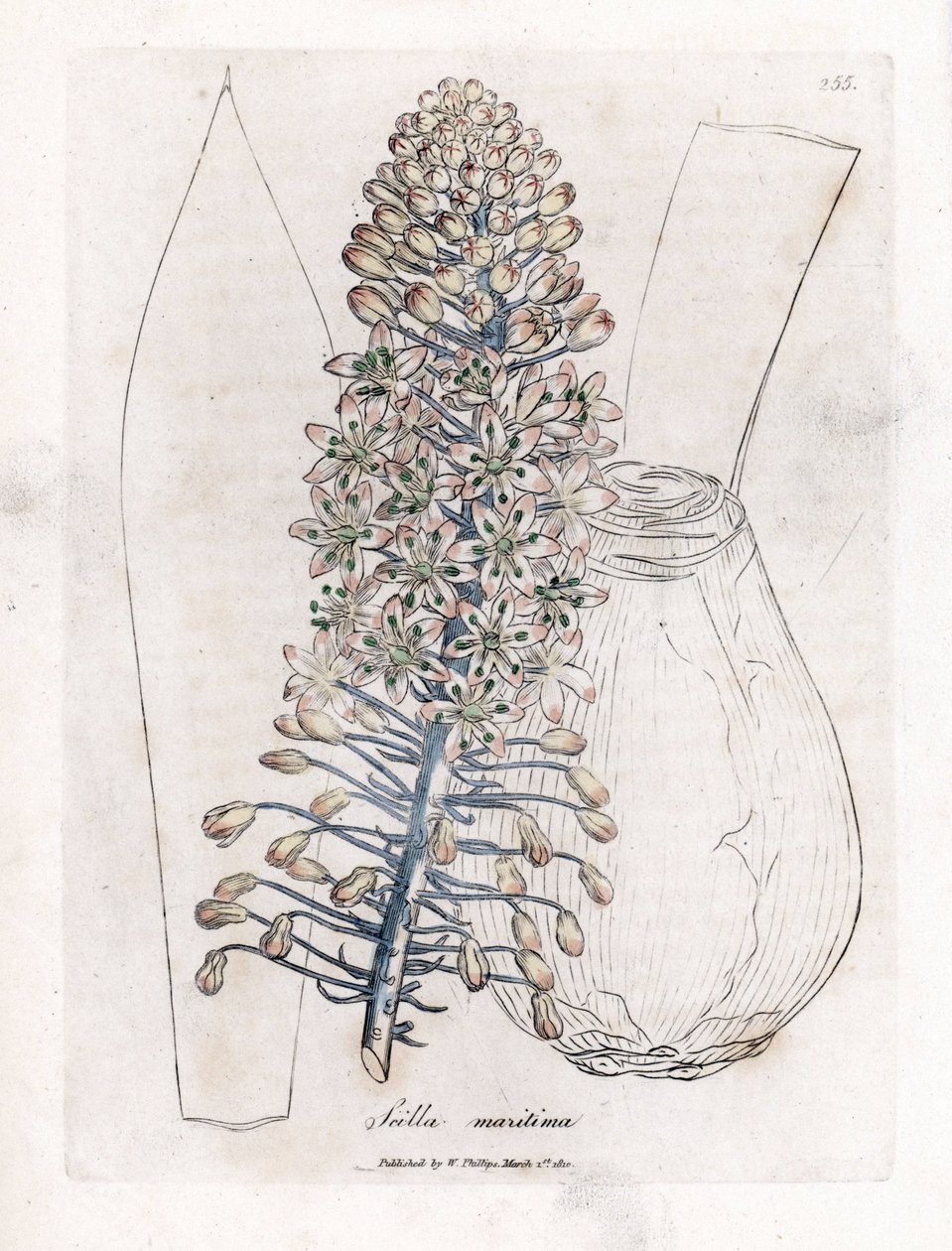 Sea onion or squill, Drimia maritima by James Sowerby