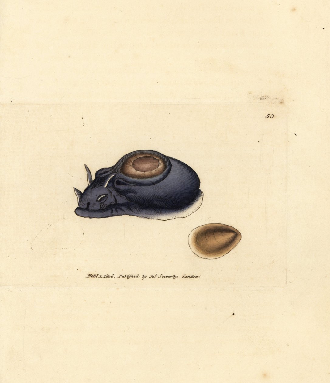 Sea slug or sea hare, Aplysia punctata (Aplysia hybrida) by James Sowerby