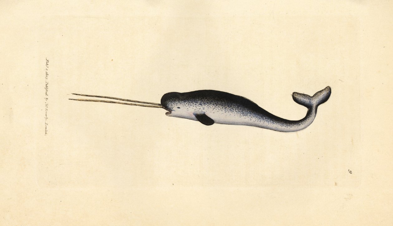 Sea Unicorn or Narwhal, Monodon monoceros by James Sowerby