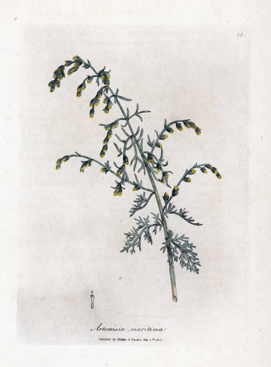 Sea wormwood, Artemisia maritima by James Sowerby