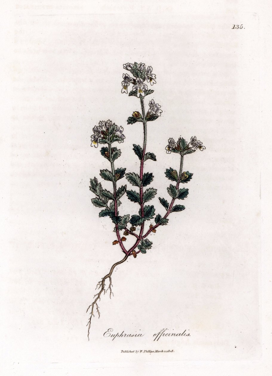 Short-sighted Grass - Common Eyebright, Euphrasia officinalis. Handcoloured Copperplate Engraving from a Botanical Illustration by James Sowerby from William Woodville and Sir William Jackson Hooker