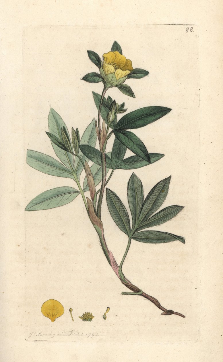 Shrubby Cinquefoil, Dasiphora fruticosa or Potentilla fruticosa (Handcoloured copperplate engraving) by James Sowerby