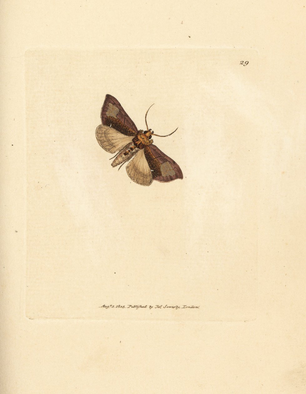 Slender burnished brassels, Thysanoplusia orichalcea by James Sowerby