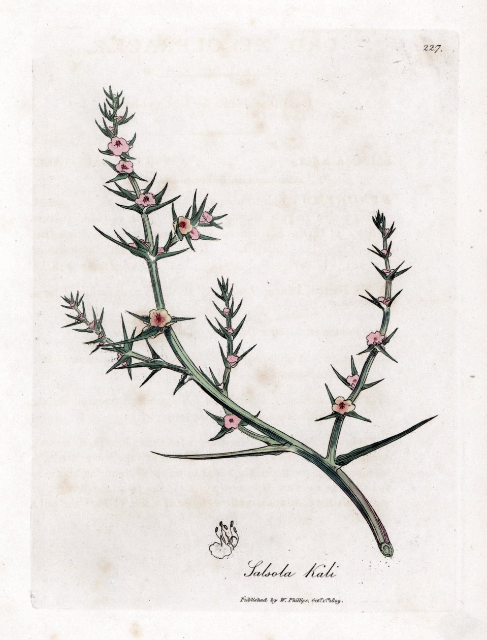 Soda Brulee - Prickly Saltwort, Kali Turgida by James Sowerby