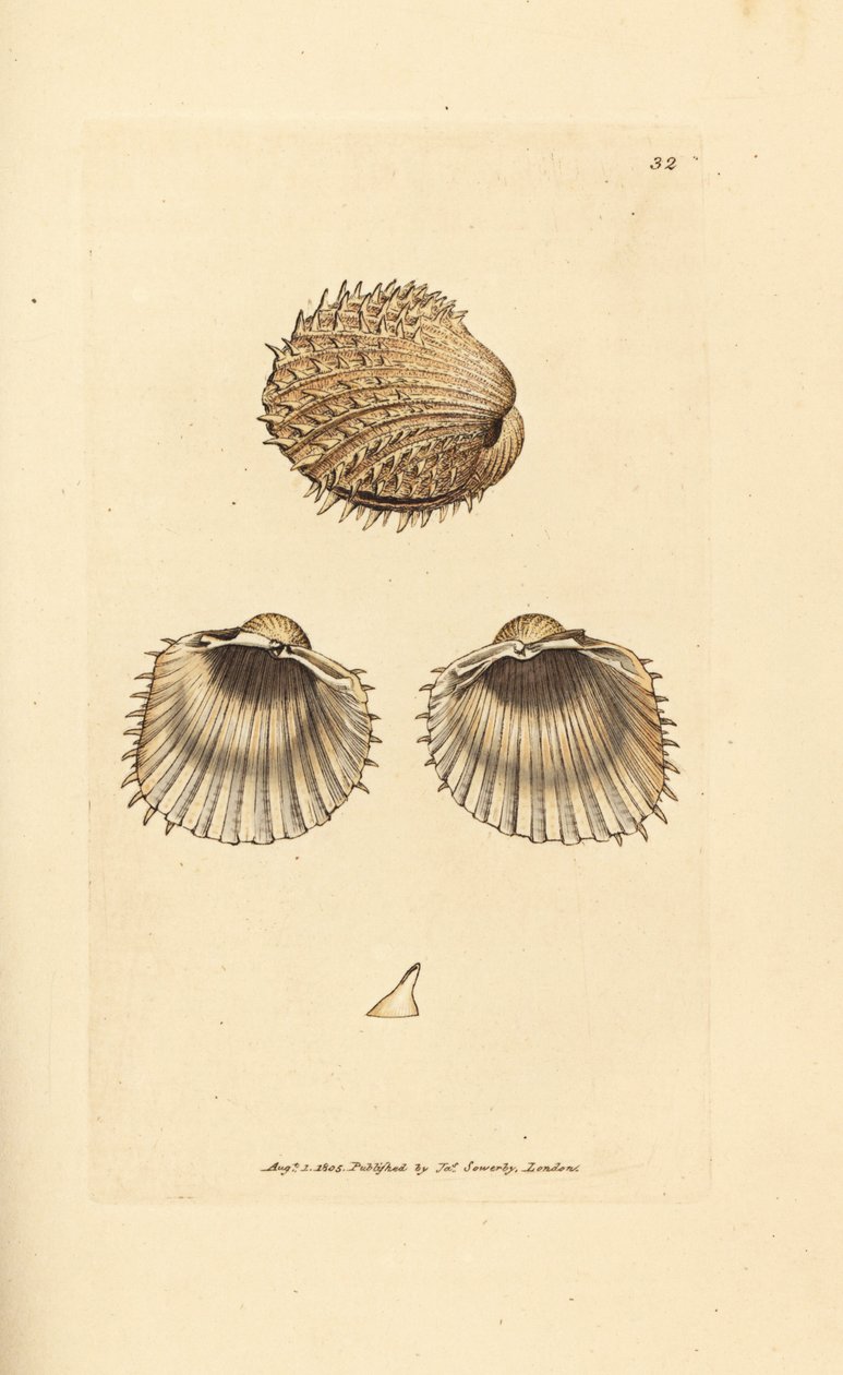 Spiny cockle, Acanthocardia aculeata by James Sowerby