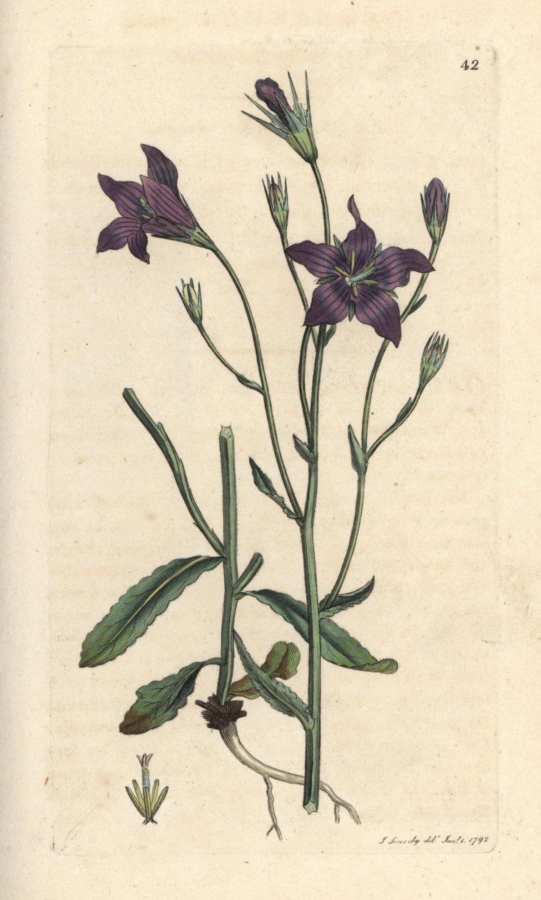 Spreading Bellflower, Campanula patula Handcoloured Copperplate Engraving after an Illustration by James Sowerby from James Smith