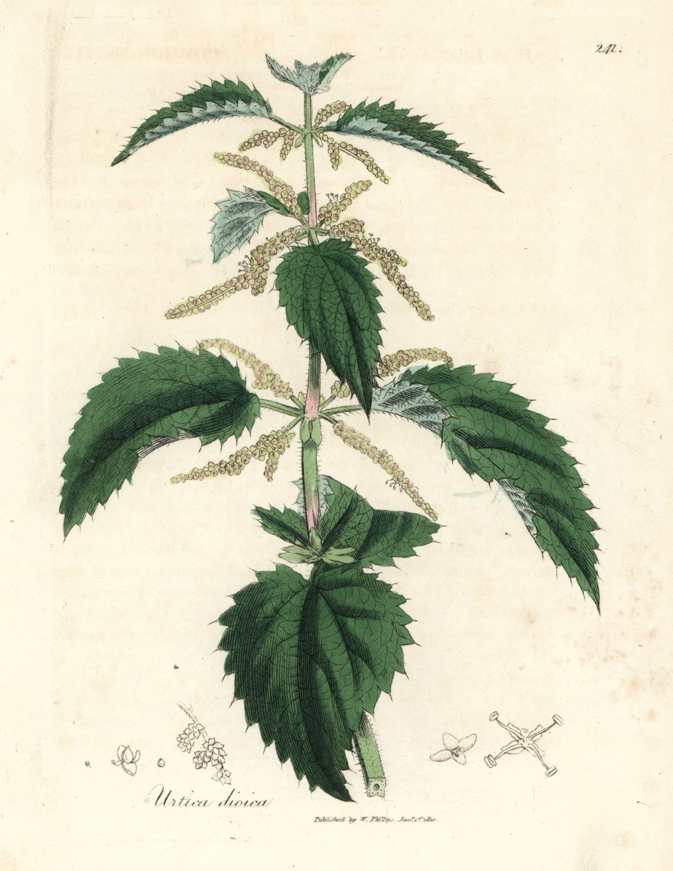 Stinging nettle, Urtica dioica by James Sowerby