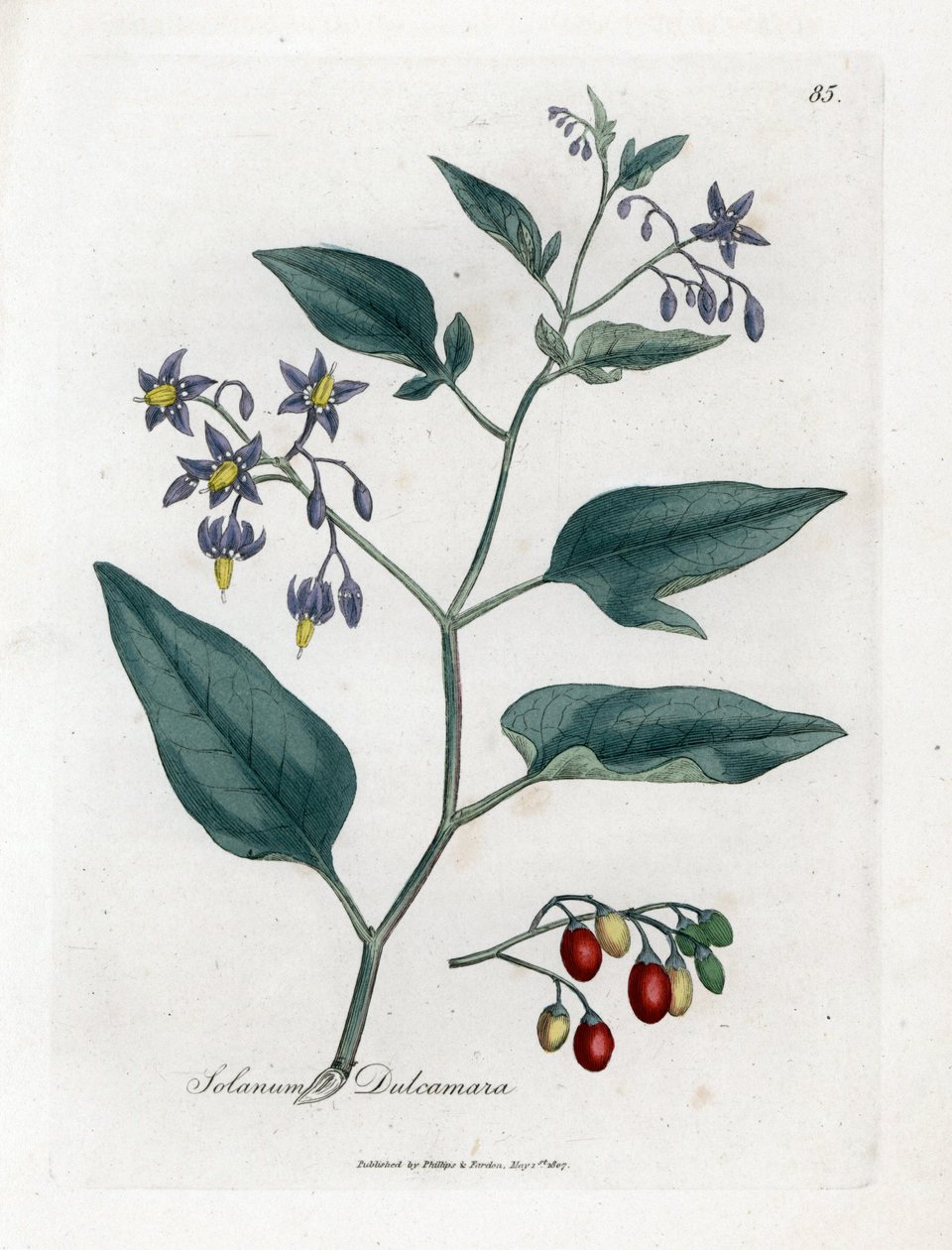 Sweet Bitter or Sweet Bitter Nightshade - Woody Nightshade, Solanum Dulcamara. Handcoloured Copperplate Engraving from a Botanical Illustration by James Sowerby from William Woodville and Sir William Jackson Hooker