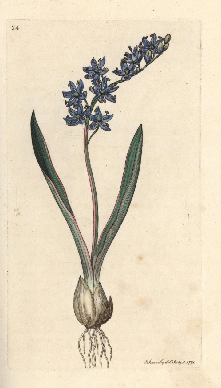 Two-Leaved Squill, Scilla Bifolia by James Sowerby