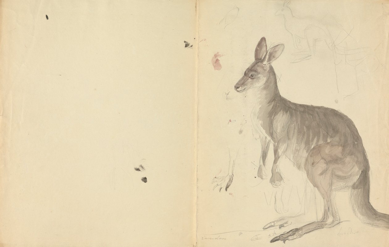 Two Kangaroos with Details by James Sowerby