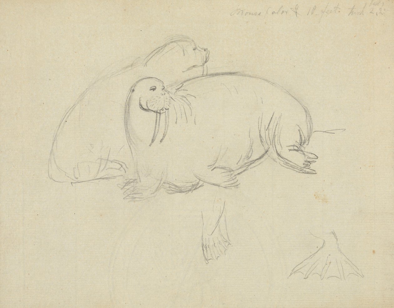 Two Walruses (detail) by James Sowerby