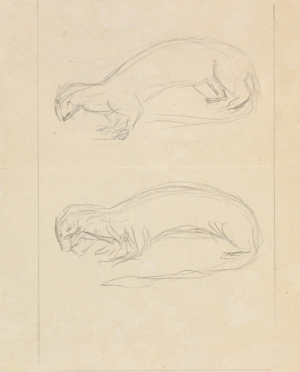 Two Weasels by James Sowerby