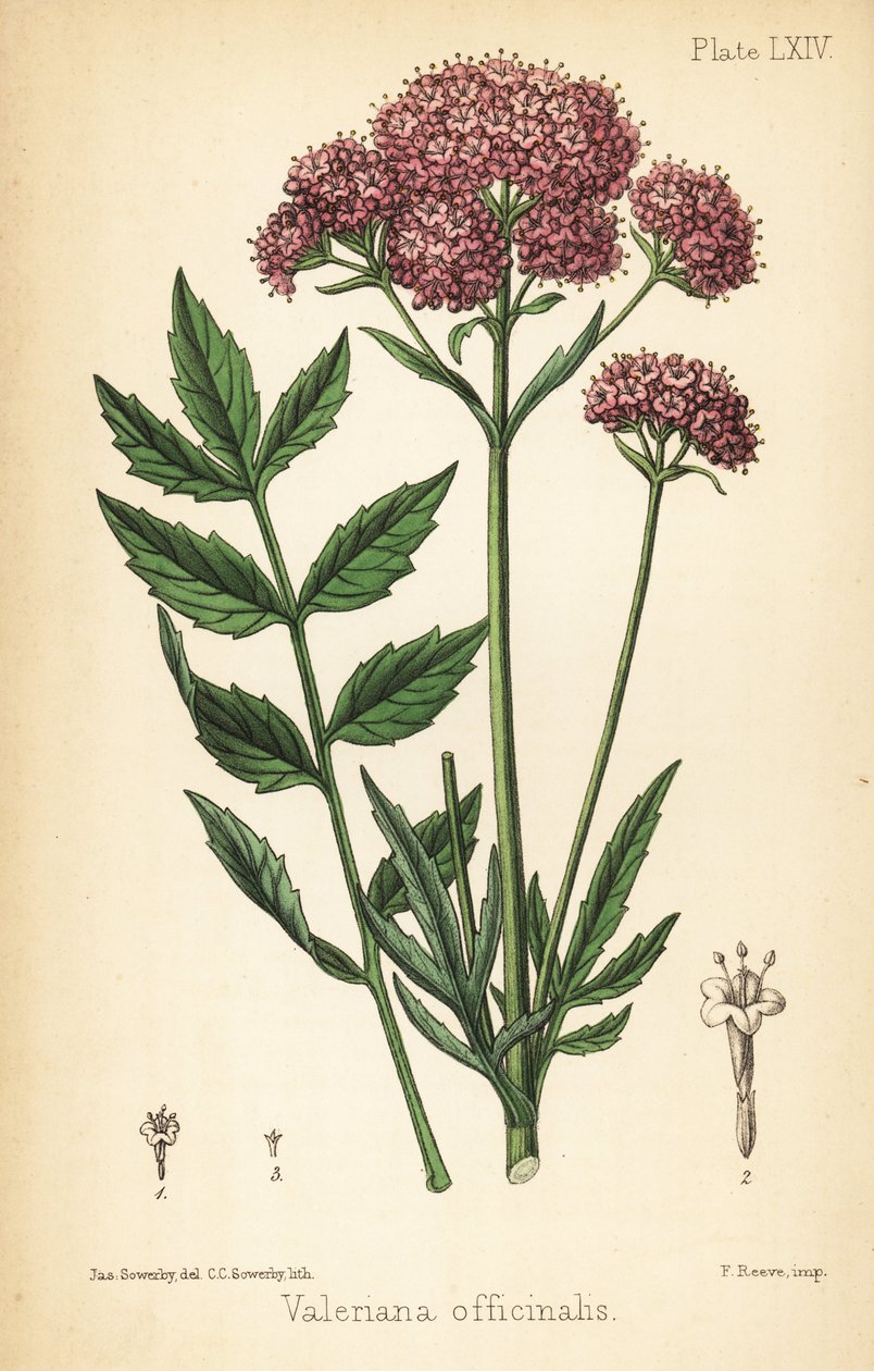 Valerian, Valeriana Officinalis by James Sowerby