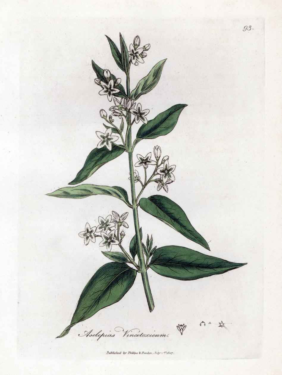 Swallowwort, Asclepias vincetoxicum by James Sowerby