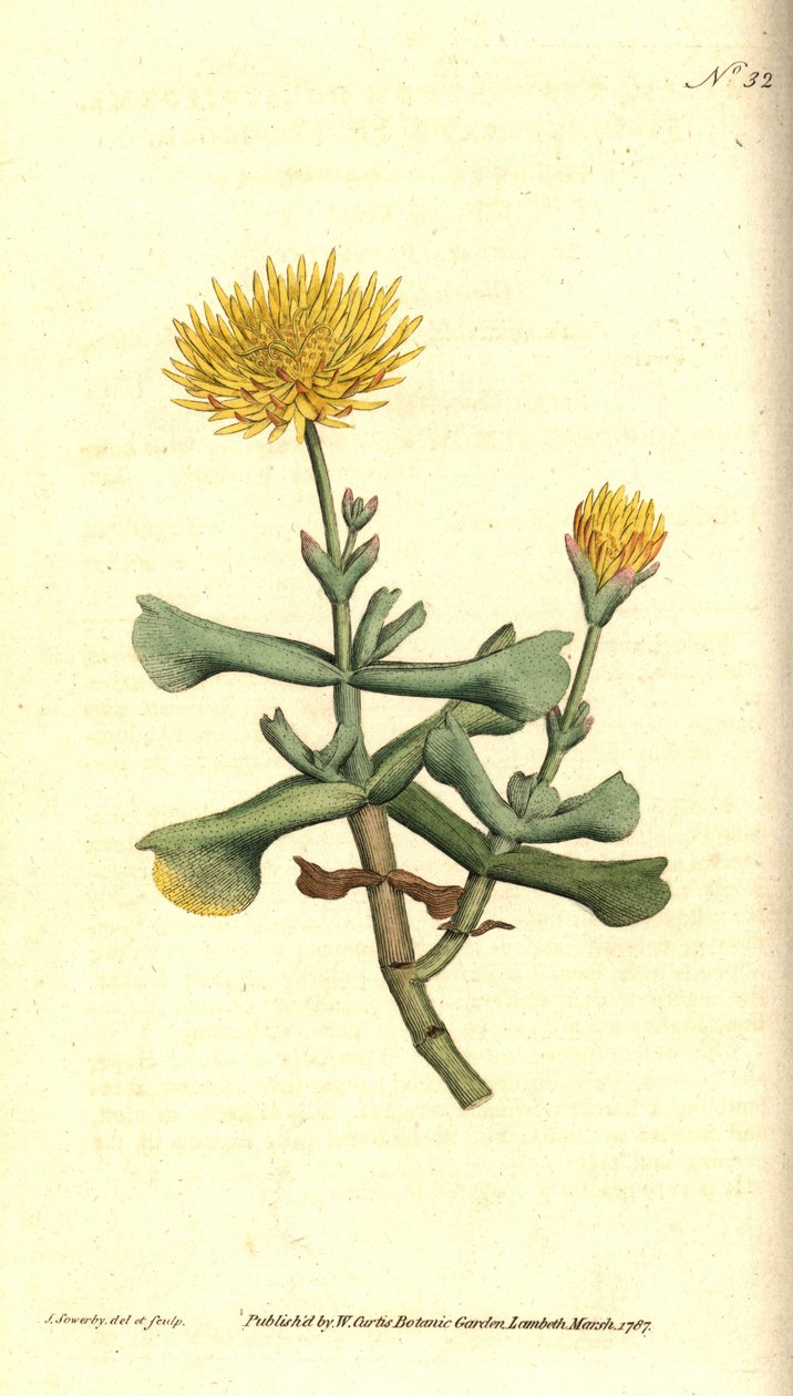 Variete of ficoid - Hatchet-leaved fig marigold, Mesembryanthemum dolabriforme by James Sowerby