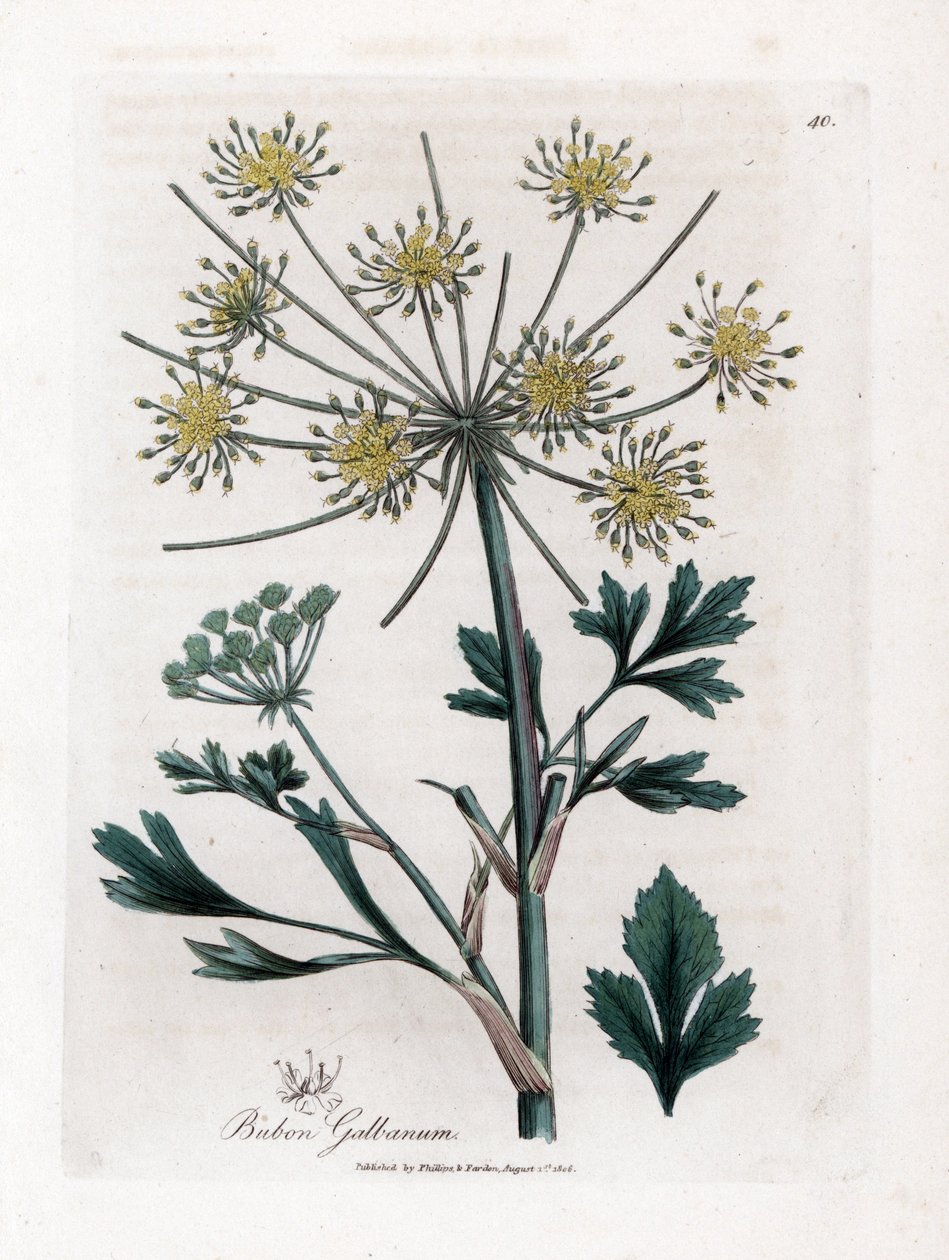 Lovage-Leaved Bubon, Bubon Galbanum by James Sowerby