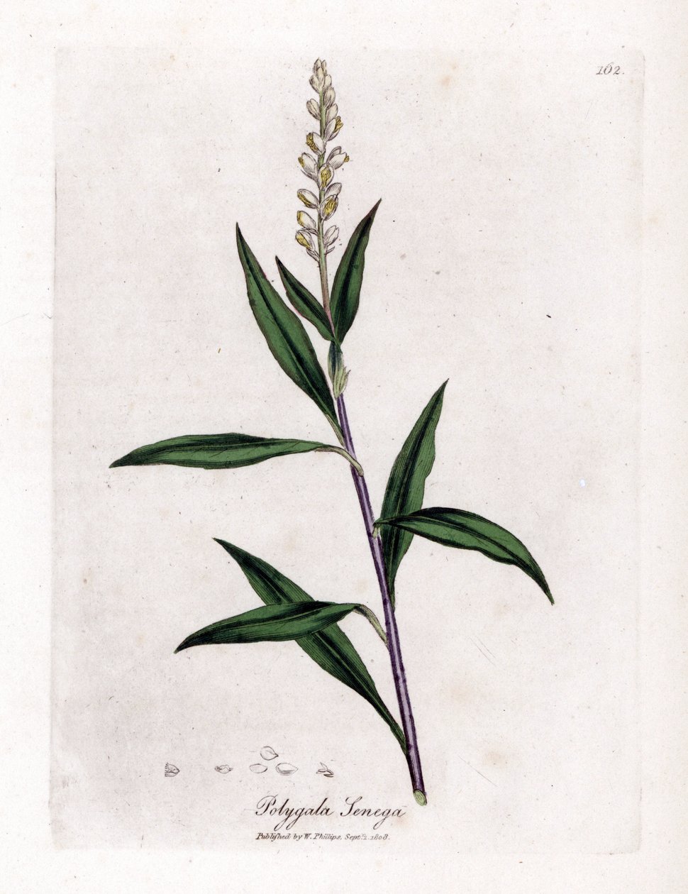 Virginia polygale or milk grass - Senega, Polygala senega by James Sowerby