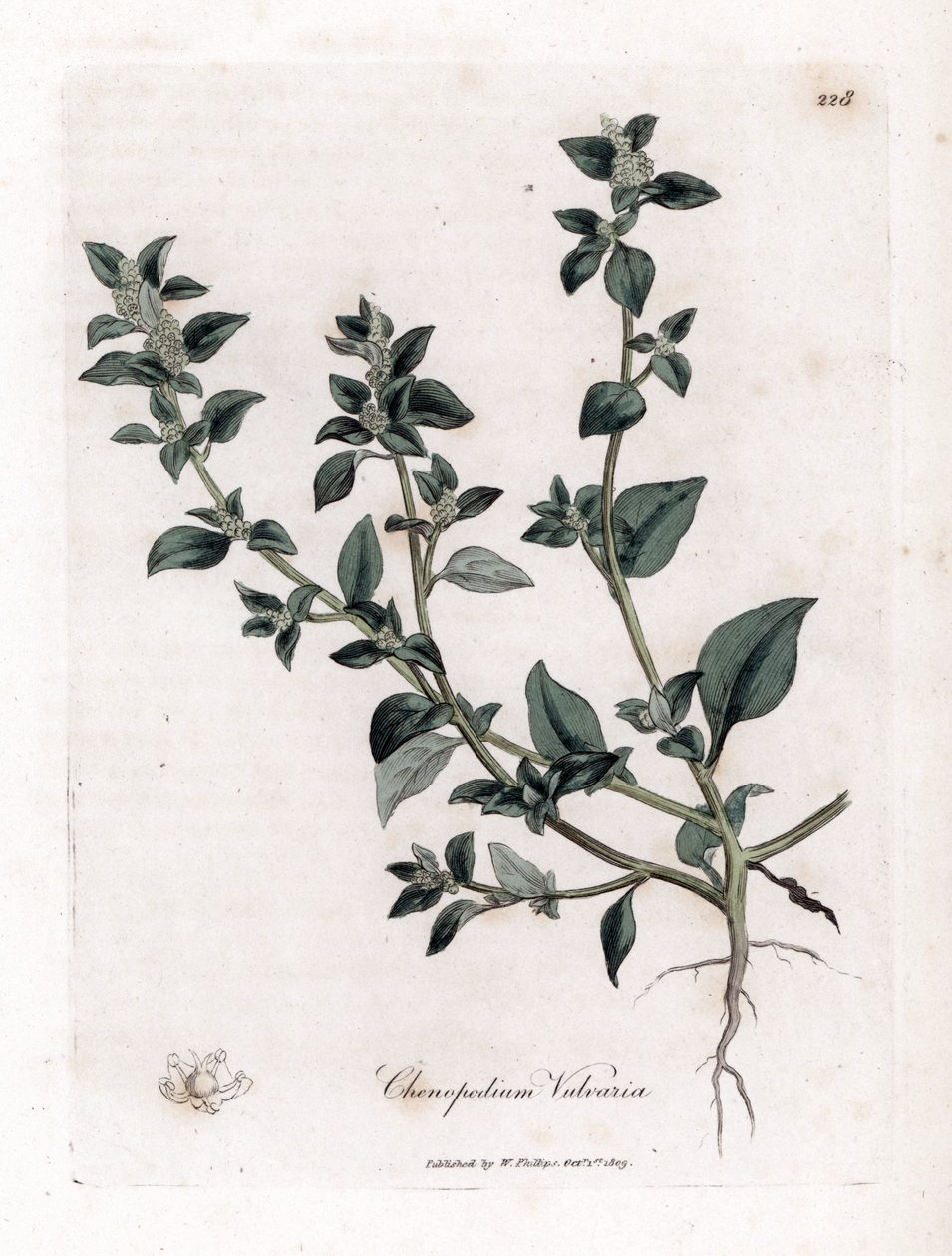 Vuvaire - Stinking Goosefoot, Chenopodium Vulvaria by James Sowerby
