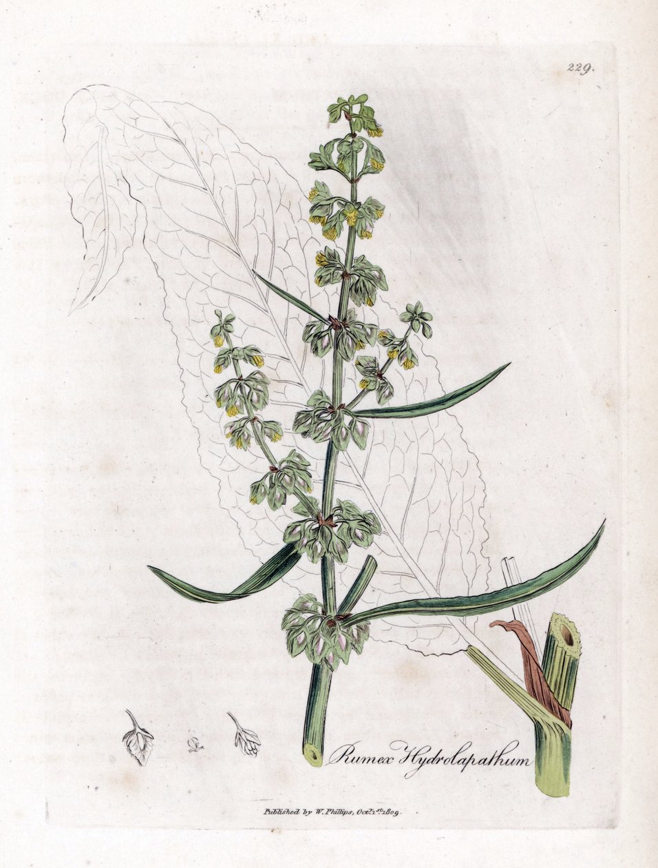Water Patience or Aquatic Patience - Great water dock, Rumex hydrolapathum by James Sowerby