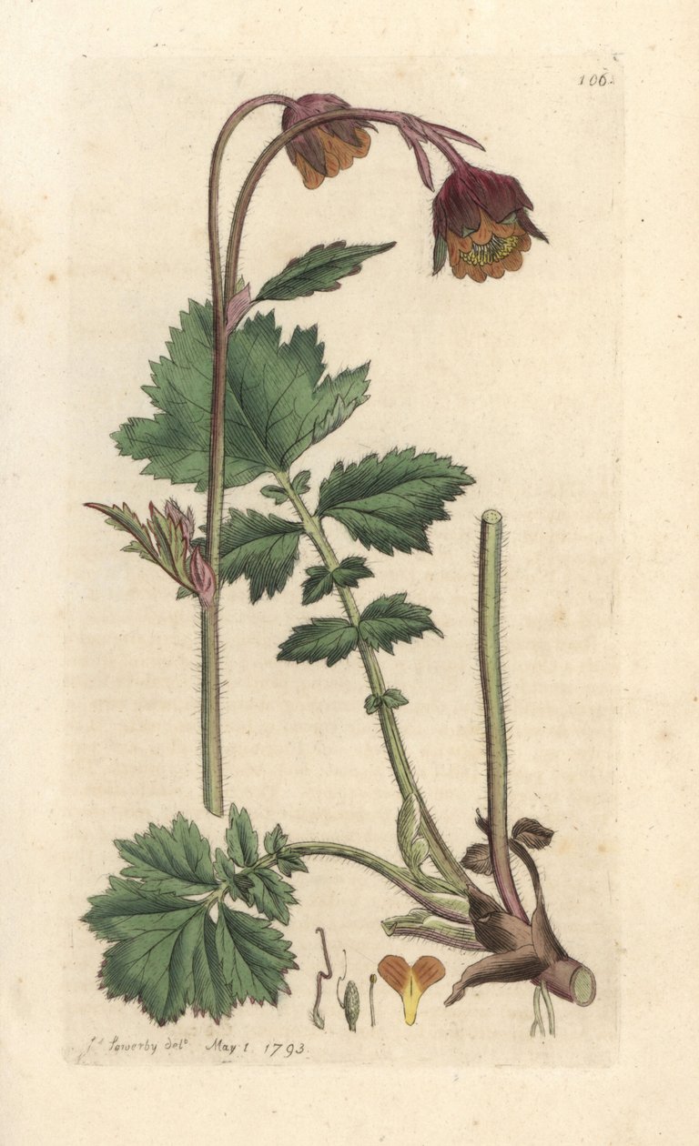 Water Avens, Geum Rivale by James Sowerby