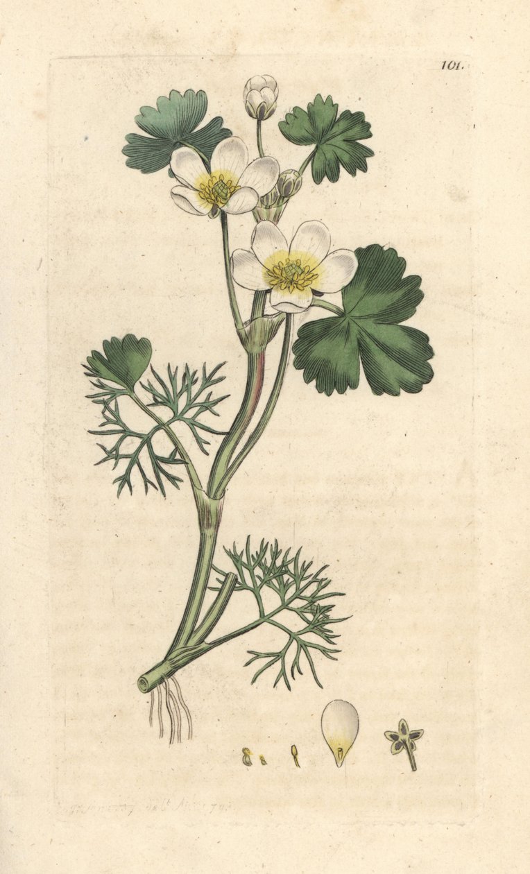 Water Crowfoot, Ranunculus aquatilis (Handcoloured copperplate engraving) by James Sowerby