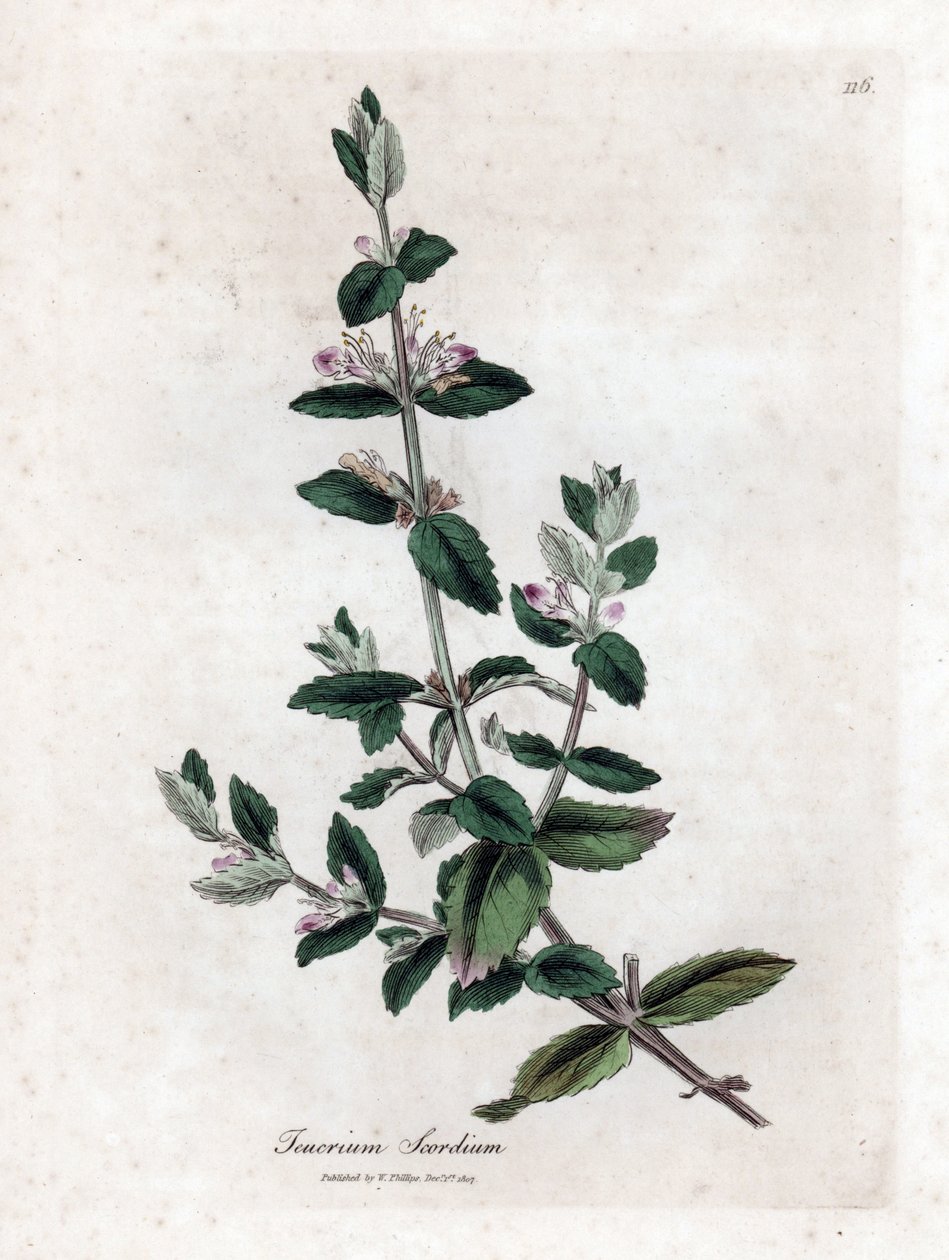 Water Germandree - Water Germander, Teucrium Scordium. Handcoloured Copperplate Engraving from a Botanical Illustration by James Sowerby from William Woodville and Sir William Jackson Hooker