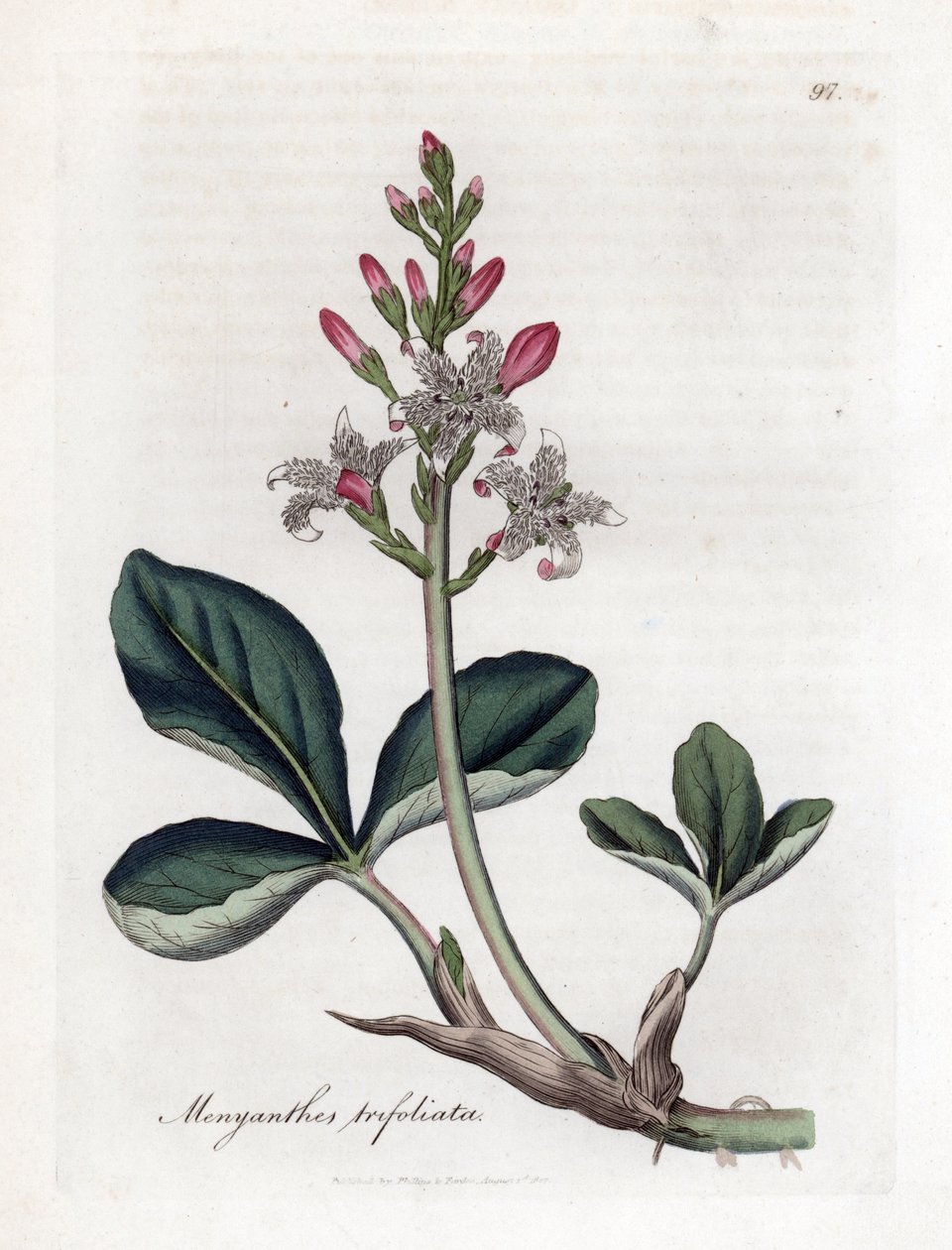 Water trefoil or buckbean, Menyanthes trifoliata by James Sowerby