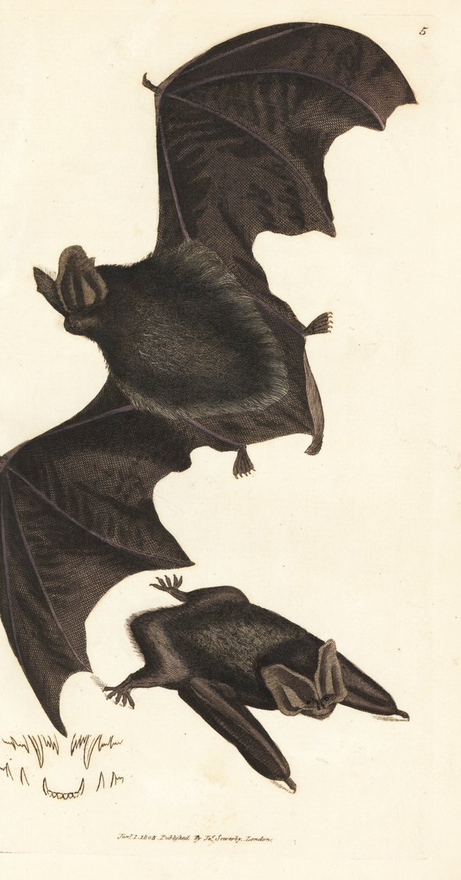 Western Barbastelle Bat (Handcoloured Copperplate Engraving by James Sowerby from The British Miscellany) by James Sowerby