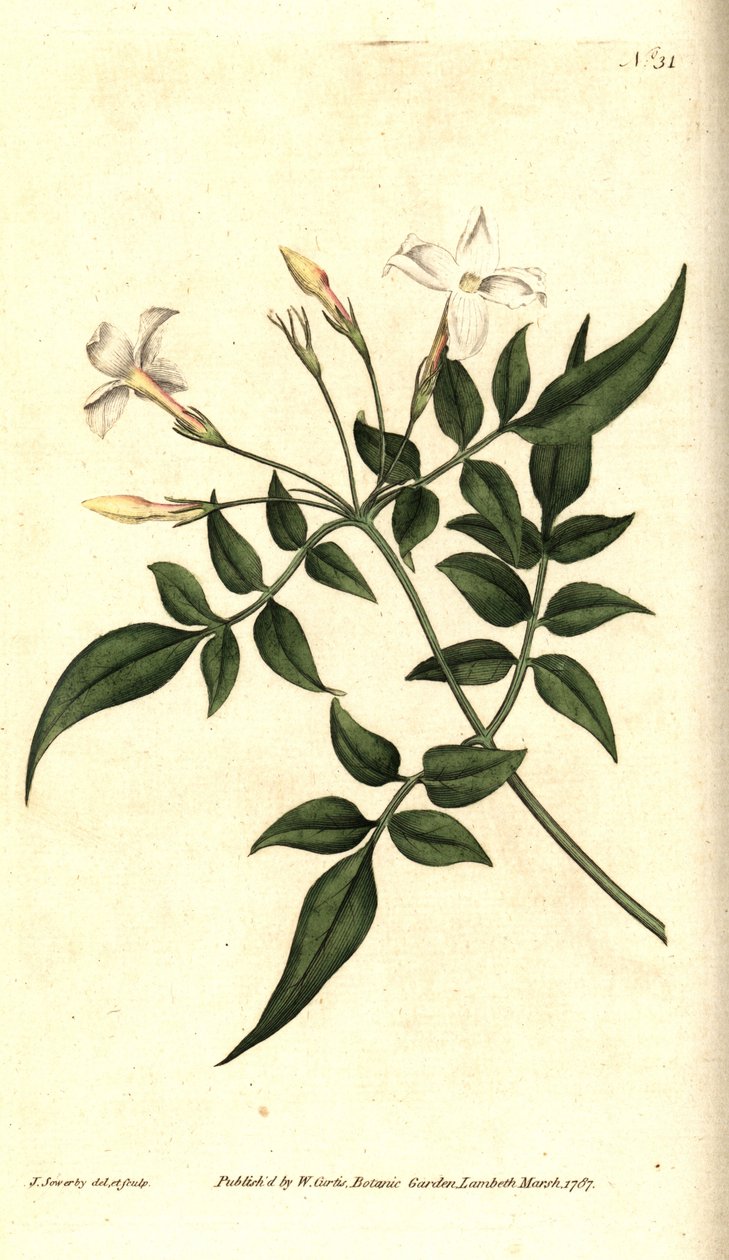 White Jasmine or Common Jasmine, Jasminum officinale by James Sowerby