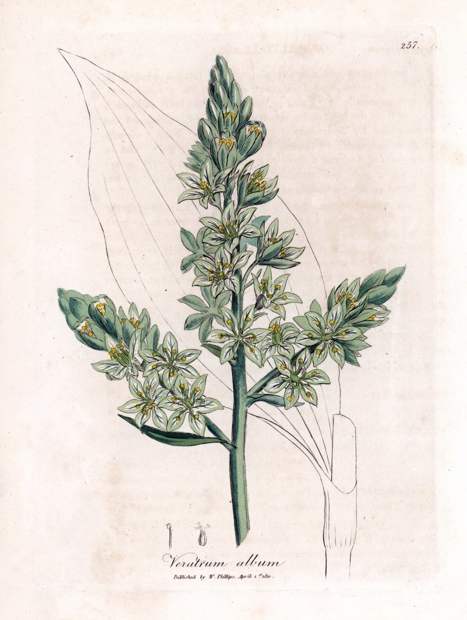 White Veratre (formerly white hellebore) - White hellebore, Veratrum album by James Sowerby