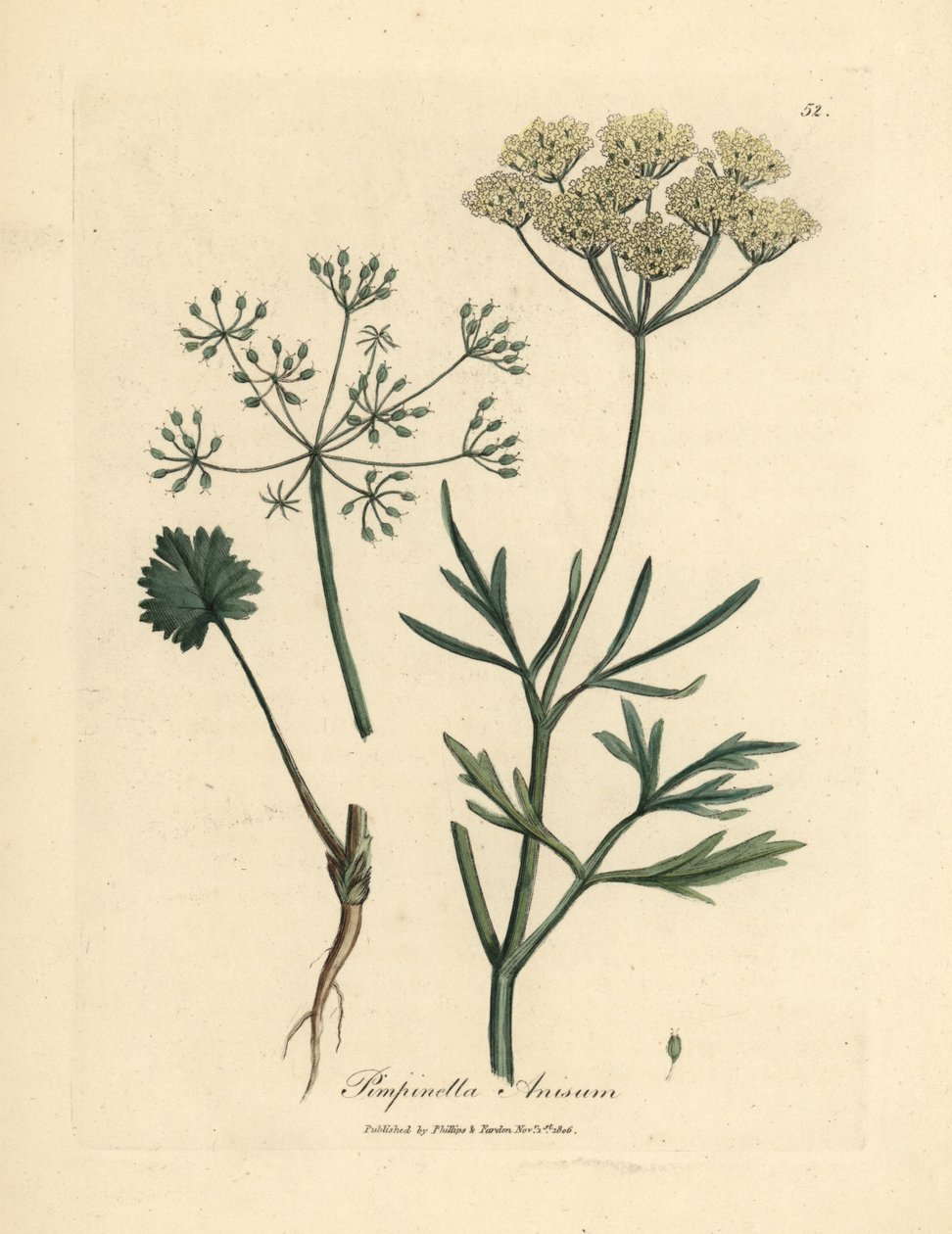 White flowered anise, Pimpinella anisum by James Sowerby