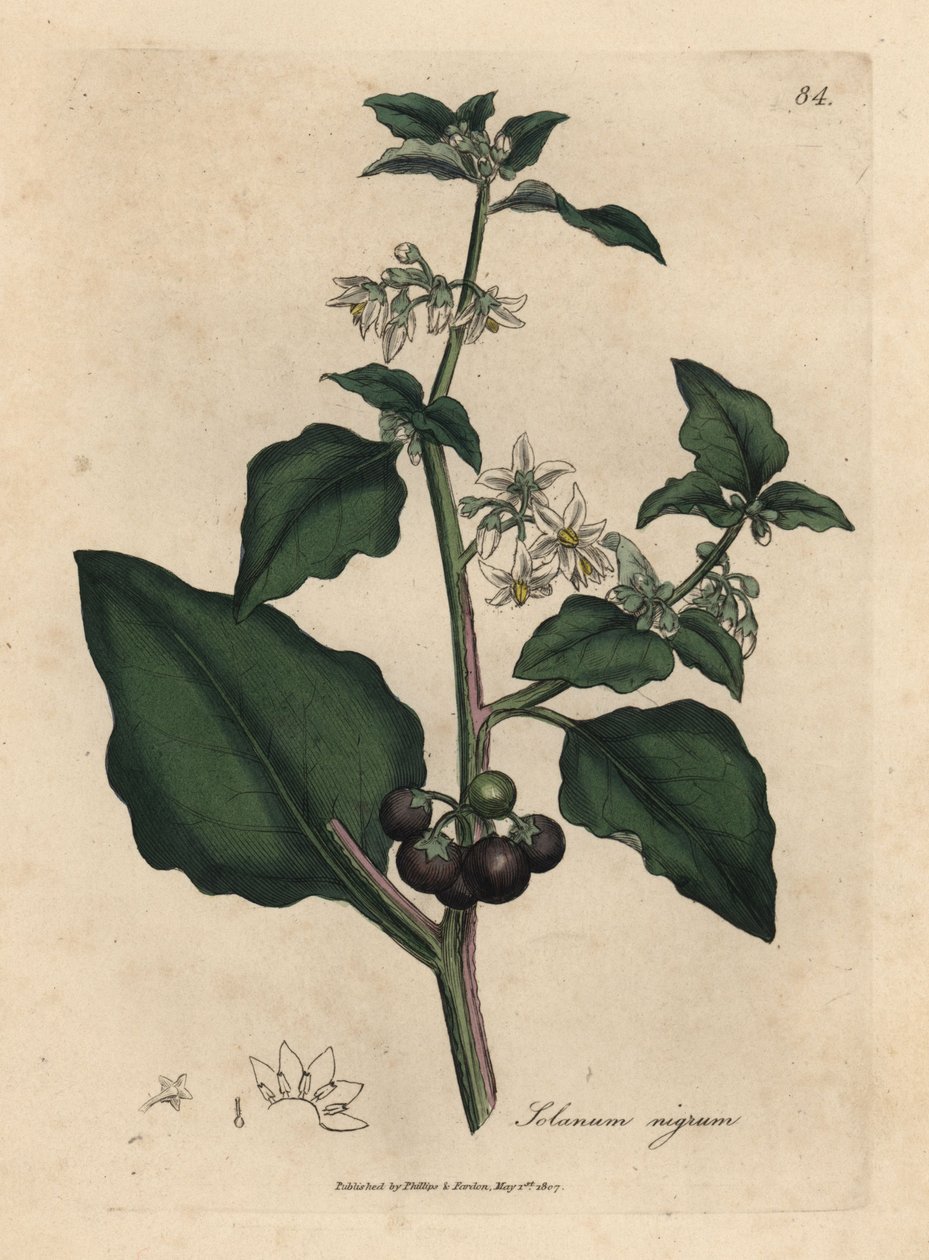 White flowered, black berry, garden nightshade, Solanum nigrum by James Sowerby