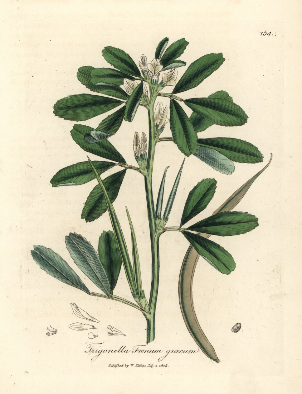White flowered fenugreek with seed pod, Trigonella foenum graecum by James Sowerby