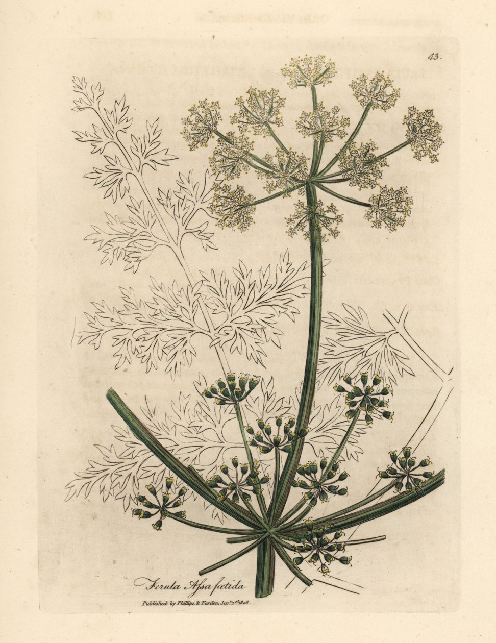 White flowered gigantic fennel, Ferula assafoetida by James Sowerby