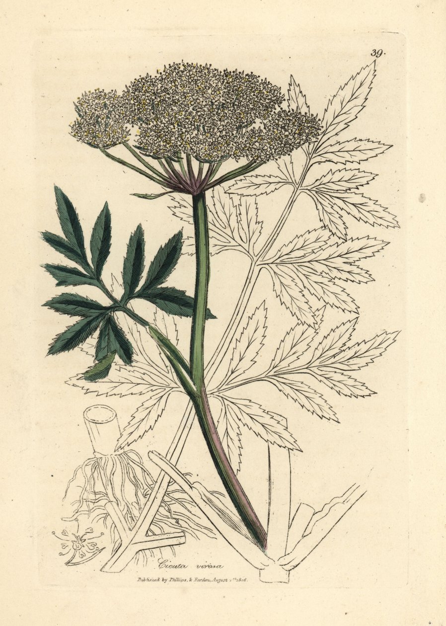 White flowered water hemlock, Cicuta virosa by James Sowerby