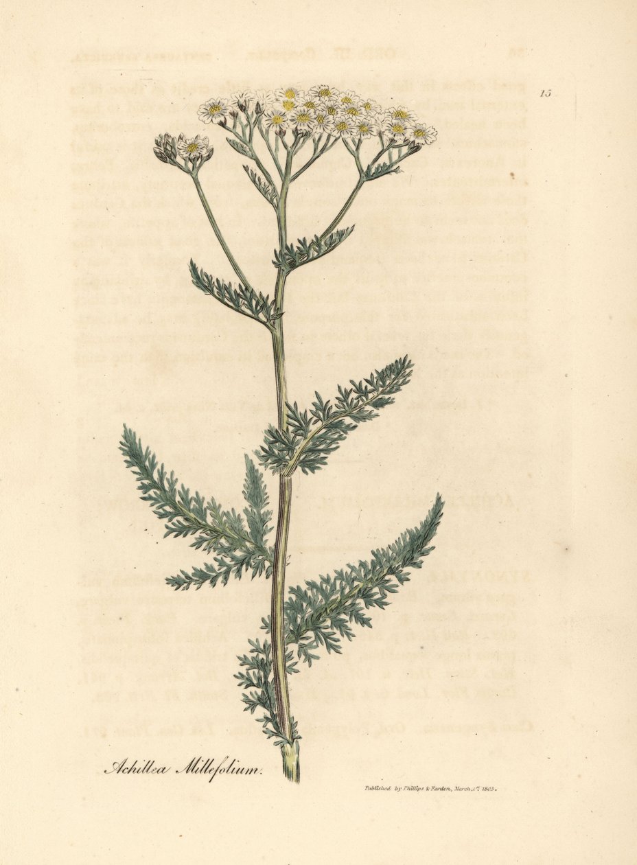 White flowered yarrow or milfoil, Achillea millefolium by James Sowerby