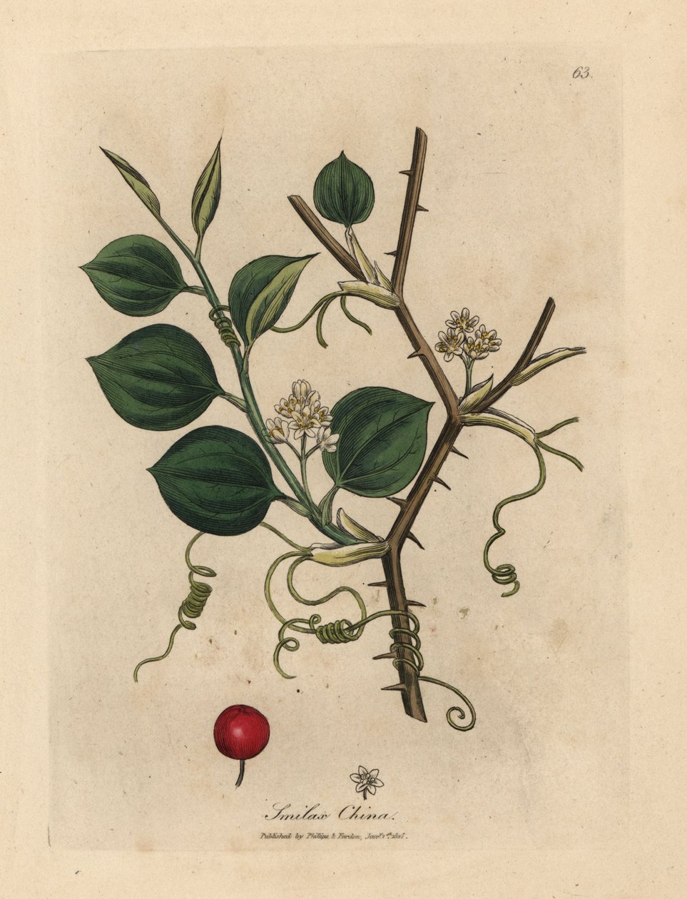 White flowers, tendrils and red berry of Chinese smilax by James Sowerby