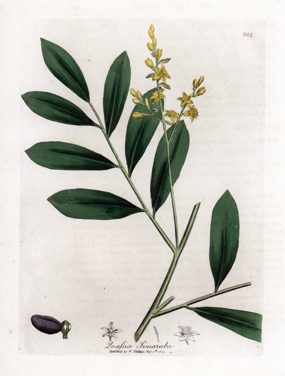 White mahogany or marupa - Simaruba, Simarouba amara by James Sowerby